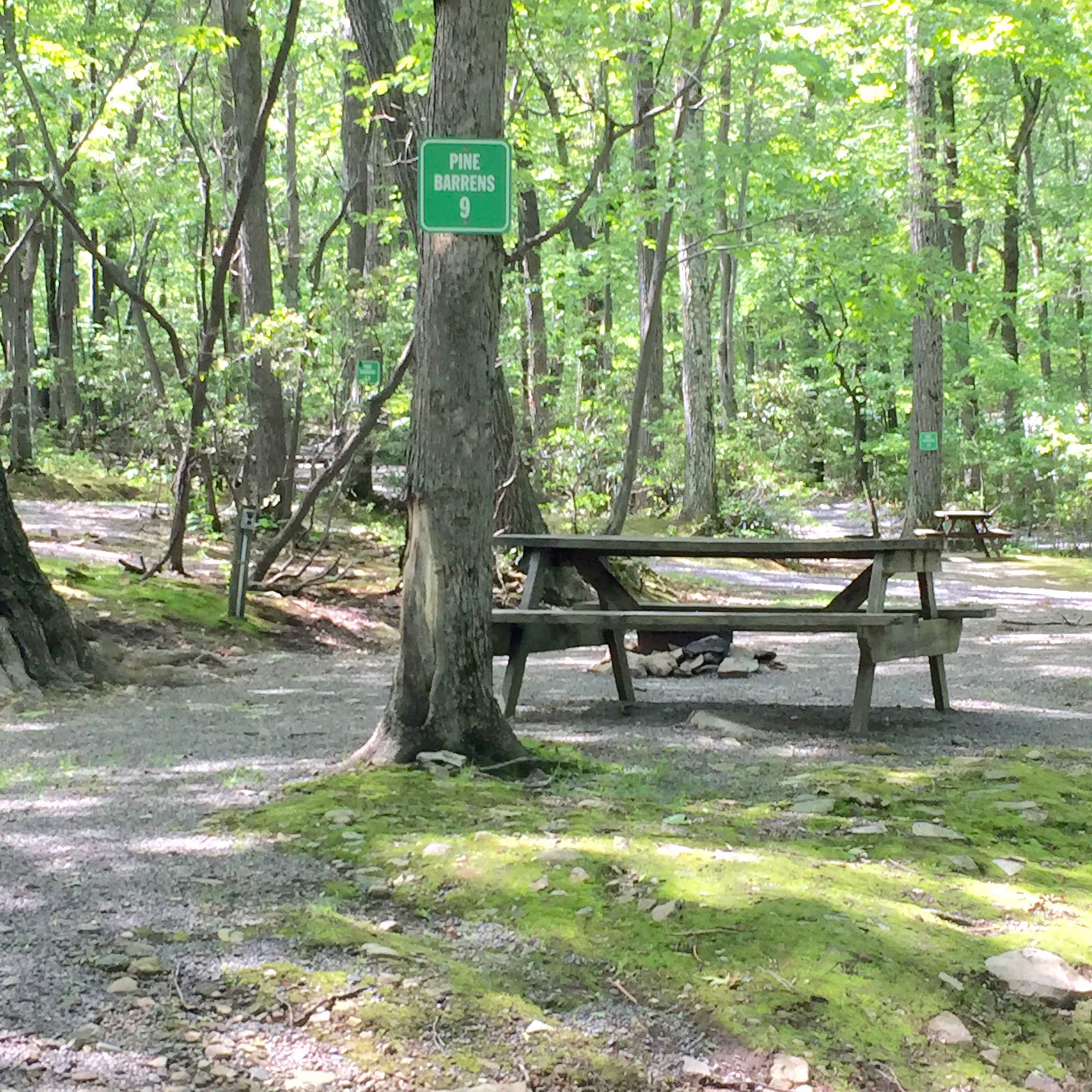 Our Wooded Tent Sites