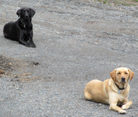 Seasonal Guests-Our Second Family